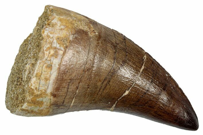 Huge Fossil Mosasaur (Thalassotitan) Tooth - Morocco #345159